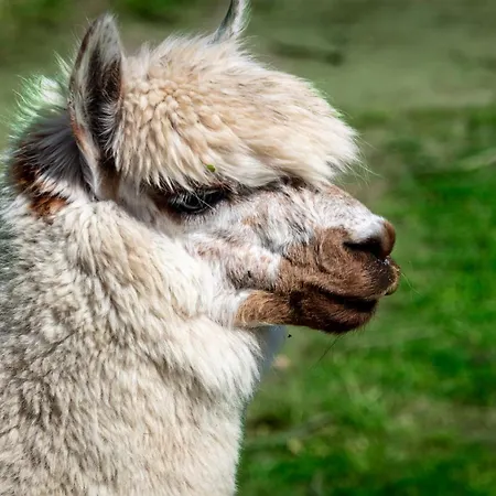 Osterhof - Casa Foresta Apartmán *