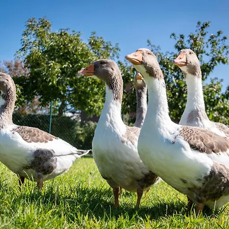 公寓 Osterhof - Casa Foresta 费马恩