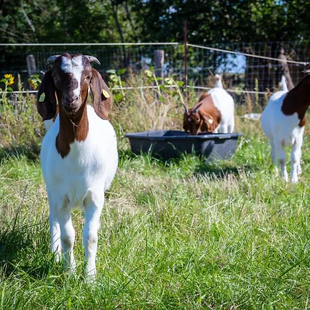 Apartmán Osterhof - Casa Foresta *