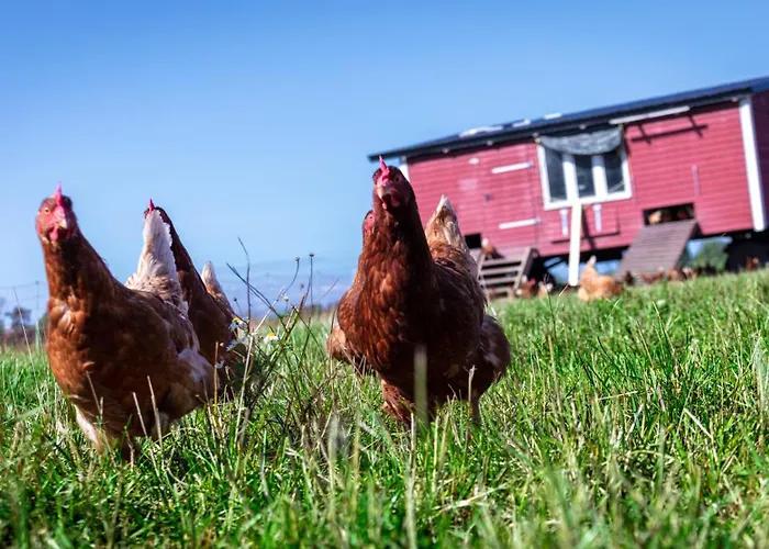 Osterhof - Casa Foresta Appartement Fehmarn