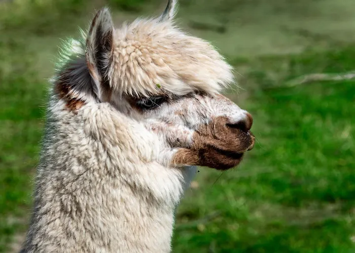 Osterhof - Casa Foresta Appartement *