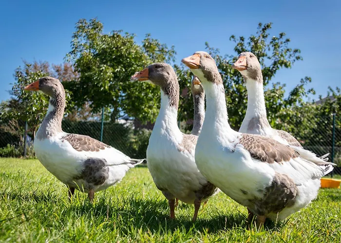 Appartement Osterhof - Casa Foresta Fehmarn